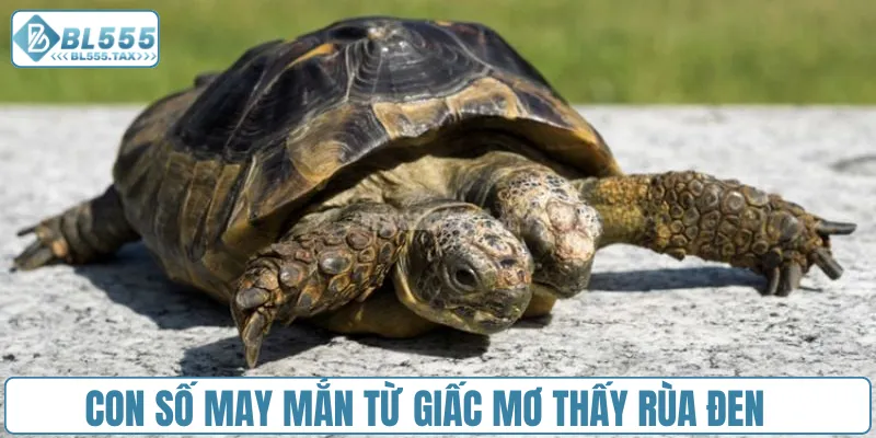 Con số may mắn từ giấc mơ thấy rùa đen