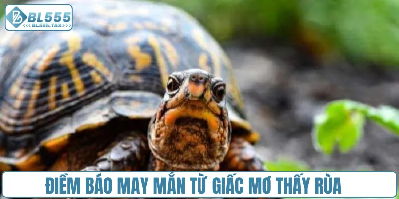 Điềm báo may mắn từ giấc mơ thấy rùa