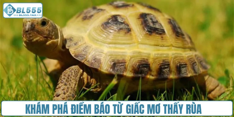 Khám phá điềm báo từ giấc mơ thấy rùa