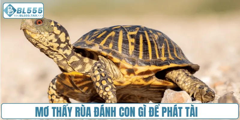 Mơ thấy rùa đánh con gì để phát tài